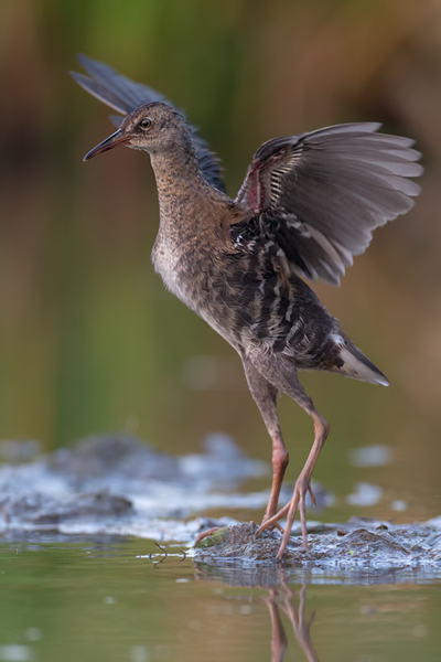 Wasserralle - Rallus aquaticus Pullus pullin Rallenvoegel Voegel Kranichvoegel Rallus Sachsen 