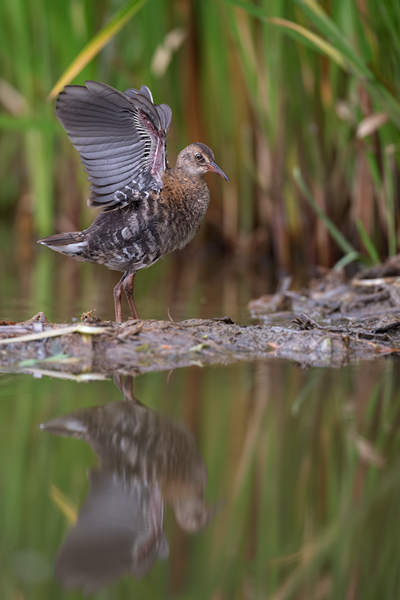 Wasserralle - Rallus aquaticus Pullus pullin Rallenvoegel Voegel Kranichvoegel Rallus Sachsen 