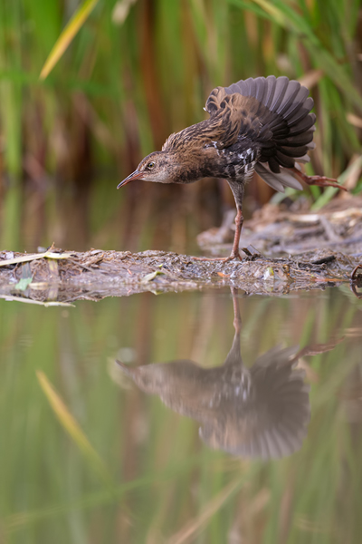 Wasserralle - Rallus aquaticus Pullus pullin Rallenvoegel Voegel Kranichvoegel Rallus Sachsen 