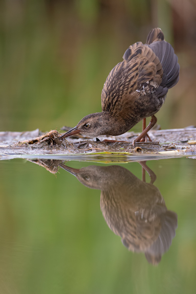 Wasserralle - Rallus aquaticus Pullus pullin Rallenvoegel Voegel Kranichvoegel Rallus Sachsen 