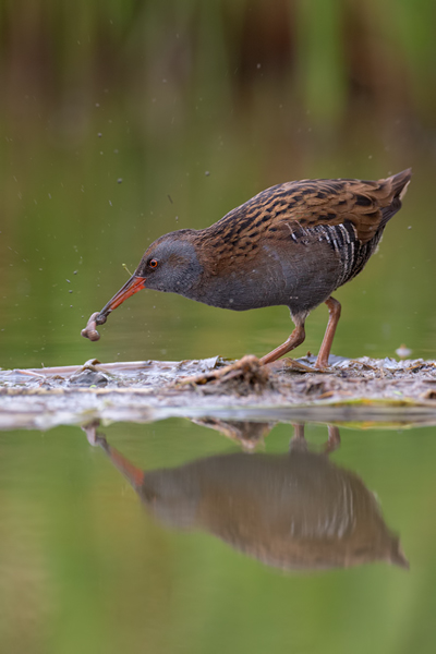 Wasserralle - Rallus aquaticus Pullus pullin Rallenvoegel Voegel Kranichvoegel Rallus Sachsen 