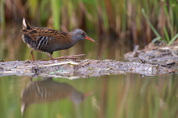 Wasserralle - Rallus aquaticus Pullus pullin Rallenvoegel Voegel Kranichvoegel Rallus Sachsen 