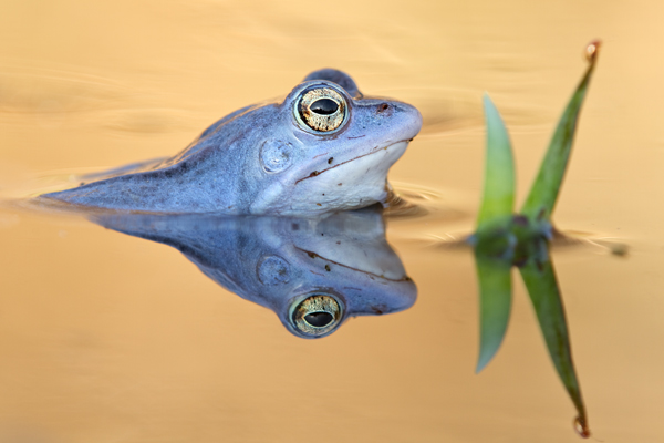 Moorfrosch - Rana arvalis Echte Froesche Sachsen Lurche Froschlurche Maennchen