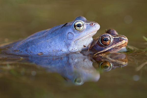 Moorfrosch-Paarung Paarung Moorfroesche Moorfrosch - Rana arvalis Echte Froesche Sachsen Lurche Froschlurche Maennchen