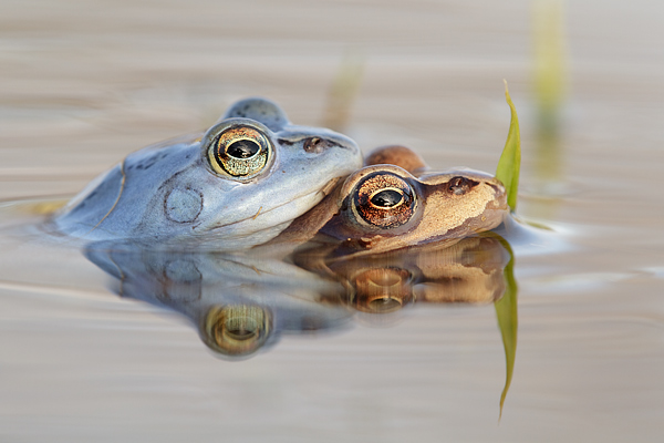 Moorfrosch-Paarung Paarung Moorfroesche Moorfrosch - Rana arvalis Echte Froesche Sachsen-Anhalt Lurche Froschlurche Maennchen