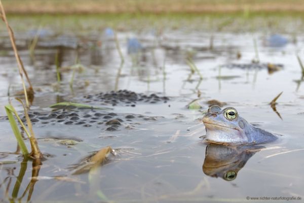 Moorfrosch-Moorfroesche Moorfrosch - Rana arvalis Echte Froesche Sachsen-Anhalt Lurche Froschlurche Maennchen