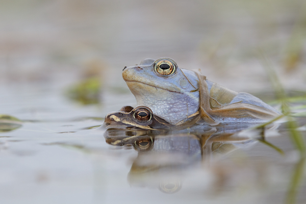 Moorfrosch-Paarung Paarung Moorfroesche Moorfrosch - Rana arvalis Echte Froesche Sachsen-Anhalt Lurche Froschlurche Maennchen