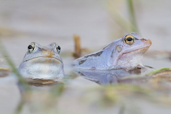 Moorfrosch-Moorfroesche Moorfrosch - Rana arvalis Echte Froesche Sachsen-Anhalt Lurche Froschlurche Maennchen
