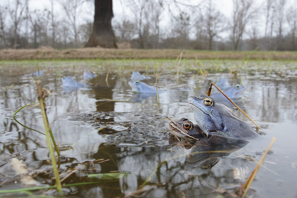 Moorfrosch-Moorfroesche Moorfrosch - Rana arvalis Echte Froesche Sachsen-Anhalt Lurche Froschlurche Maennchen