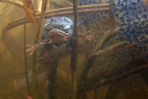 Moorfrosch-Moorfroesche Moorfroesche - Rana arvalis Echte Froesche Sachsen-Anhalt Lurche Froschlurche Maennchen Laich Ablaichen Amphibien Unterwasseraufnahme Ewa Marine UW-Beutel Laichketten Laich