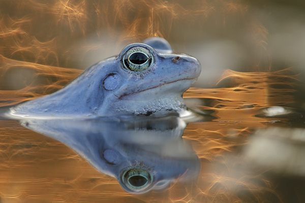 Moorfrosch-Moorfroesche Moorfrosch - Rana arvalis Echte Froesche Sachsen-Anhalt Lurche Froschlurche Maennchen Laich Ablaichen Amphibien Unterwasseraufnahme Ewa Marine UW-Beutel Laichketten Laich
