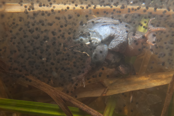 Moorfrosch-Moorfroesche Moorfroesche - Rana arvalis Echte Froesche Sachsen-Anhalt Lurche Froschlurche Maennchen Laich Ablaichen Amphibien Unterwasseraufnahme Ewa Marine UW-Beutel Laichketten Laich