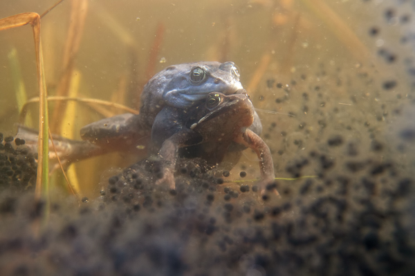 Moorfrosch-Moorfroesche Moorfroesche - Rana arvalis Echte Froesche Sachsen-Anhalt Lurche Froschlurche Maennchen Laich Ablaichen Amphibien Unterwasseraufnahme Ewa Marine UW-Beutel Laichketten Laich