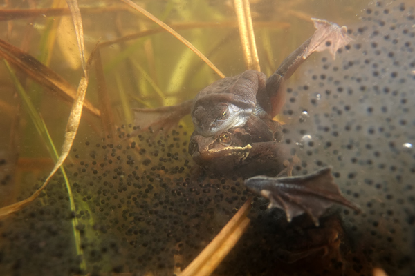 Moorfrosch-Moorfroesche Moorfroesche - Rana arvalis Echte Froesche Sachsen-Anhalt Lurche Froschlurche Maennchen Laich Ablaichen Amphibien Unterwasseraufnahme Ewa Marine UW-Beutel Laichketten Laich