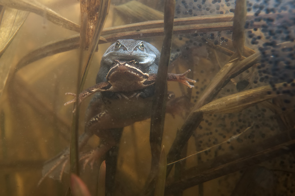 Moorfrosch-Moorfroesche Moorfroesche - Rana arvalis Echte Froesche Sachsen-Anhalt Lurche Froschlurche Maennchen Laich Ablaichen Amphibien Unterwasseraufnahme Ewa Marine UW-Beutel Laichketten Laich