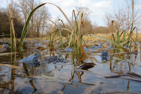 Moorfrosch-Moorfroesche Moorfroesche - Rana arvalis Echte Froesche Sachsen-Anhalt Lurche Froschlurche Maennchen Laich Ablaichen Amphibien Unterwasseraufnahme Ewa Marine UW-Beutel Laichketten Laich