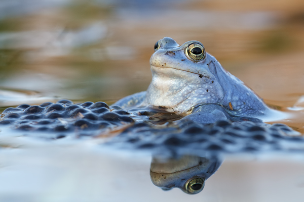 Moorfrosch-Moorfroesche Moorfroesche - Rana arvalis Echte Froesche Sachsen-Anhalt Lurche Froschlurche Maennchen Laich Ablaichen Amphibien Unterwasseraufnahme Ewa Marine UW-Beutel Laichketten Laich
