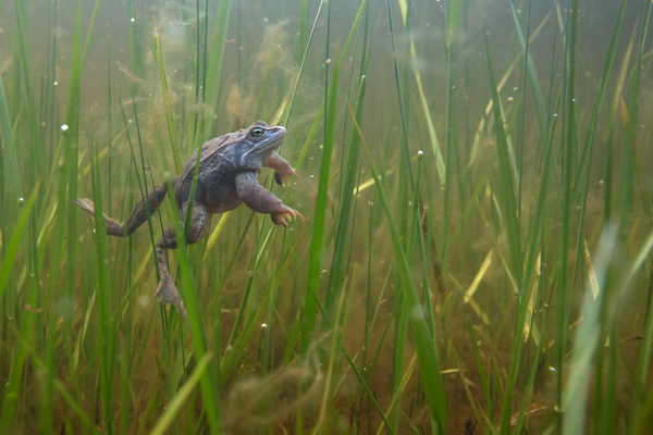 Moorfrosch-Moorfroesche Moorfroesche - Rana arvalis Echte Froesche Sachsen-Anhalt Lurche Froschlurche Maennchen Laich Ablaichen Amphibien Unterwasseraufnahme Ikelite Laichketten Laich