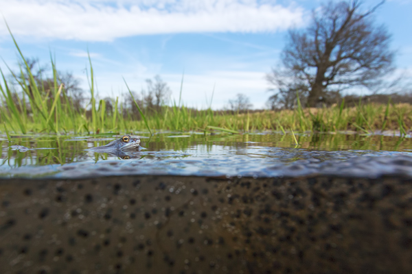 Moorfrosch-Moorfroesche Moorfroesche - Rana arvalis Echte Froesche Sachsen-Anhalt Lurche Froschlurche Maennchen Laich Ablaichen Amphibien Unterwasseraufnahme Ikelite Laichketten Laich