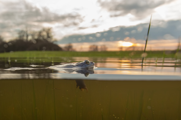 Moorfrosch-Moorfroesche Moorfroesche - Rana arvalis Echte Froesche Sachsen-Anhalt Lurche Froschlurche Maennchen Laich Ablaichen Amphibien Unterwasseraufnahme Ikelite Laichketten Laich