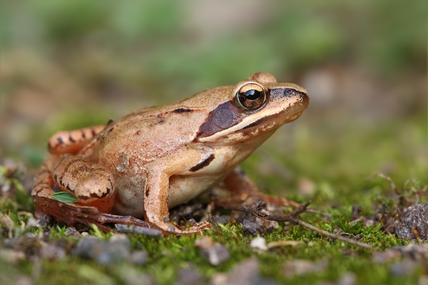 Springfrosch - Rana dalmatina