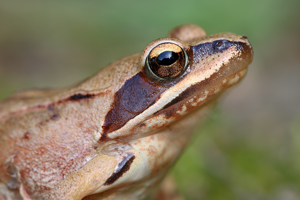 Springfrosch - Rana dalmatina