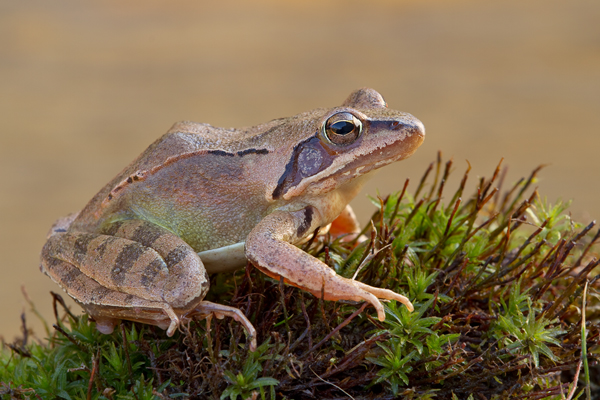 Springfrosch - Rana dalmatina Sachsen Muldental Grimma Froesche Lurche Echte Froesche