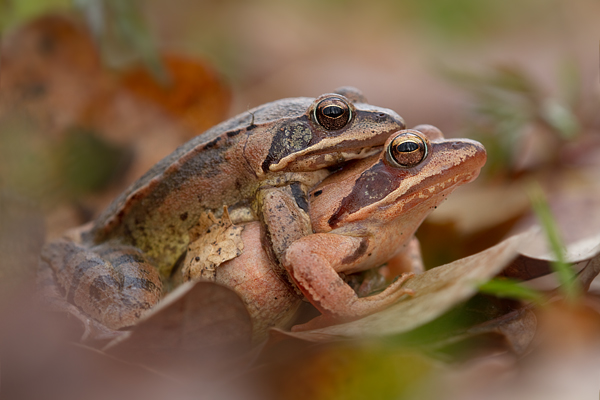 Springfrosch-Paarung -Springfroesche Springfrosch Paarung Rana dalmatina Sachsen Muldental Grimma Froesche Lurche Echte Froesche