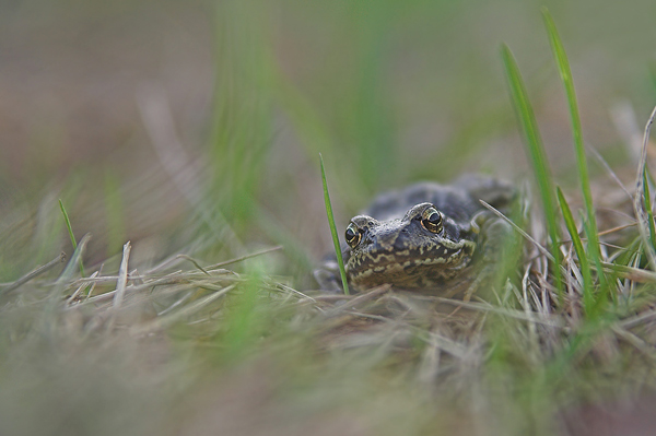 Grasfrosch - Rana temporaria