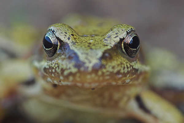 Grasfrosch - Rana temporaria
