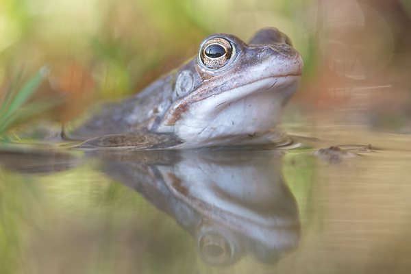 Grasfrosch - Rana temporaria Echte Froesche Sachsen Lurche Froschlurche Maennchen
