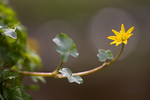 Scharbockskraut - Ranunculus ficaria