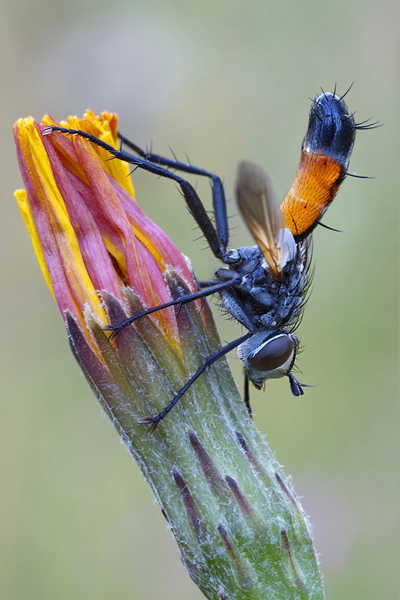 Raupenfliege - Tachinidae