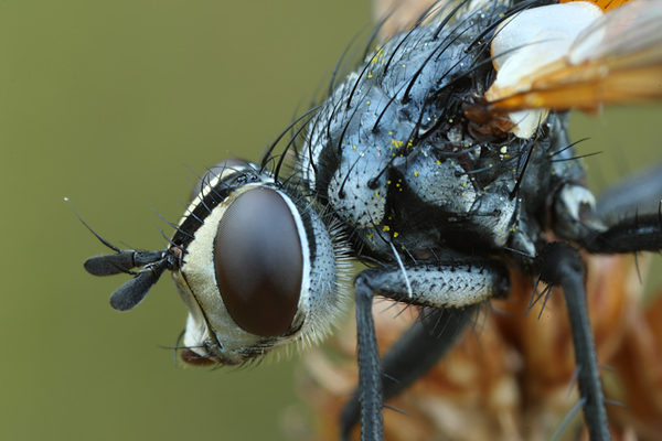Raupenfliege - Tachinidae