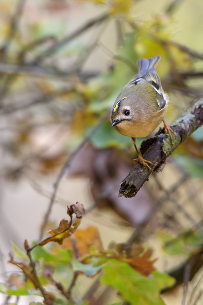 Wintergoldhaehnchen - Regulus regulus,  Goldhaehnchen, Regulidae, Goldhaehnchen, Regulus, Sperlingsvogel, Sperlingsvoegel, Singvogel, Singvoegel, Kleinster Singvogel Europas, Passeriformes