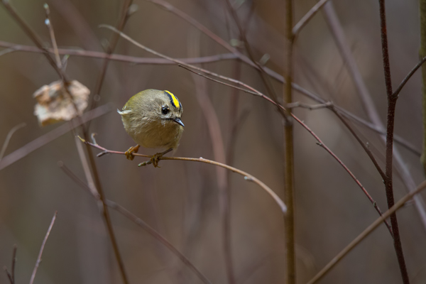 Wintergoldhaehnchen - Regulus regulus,  Goldhaehnchen, Regulidae, Goldhaehnchen, Regulus, Sperlingsvogel, Sperlingsvoegel, Singvogel, Singvoegel, Kleinster Singvogel Europas, Passeriformes