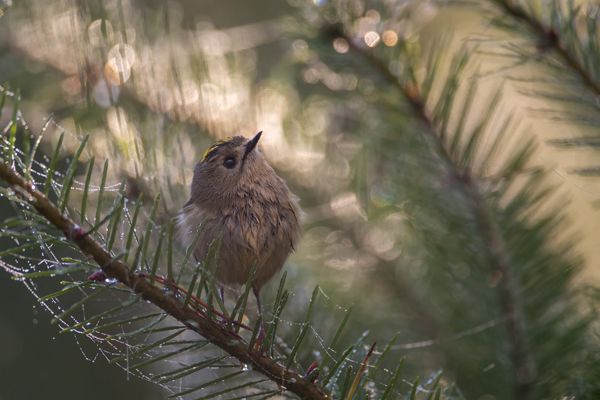 Wintergoldhaehnchen - Regulus regulus,  Goldhaehnchen, Regulidae, Goldhaehnchen, Regulus, Sperlingsvogel, Sperlingsvoegel, Singvogel, Singvoegel, Kleinster Singvogel Europas, Passeriformes