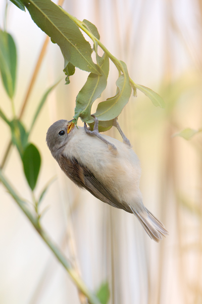Beutelmeise - Remiz pendulinus Voegel Singvoegel Sperlingsvoegel Remiz, Juvenil, juvenile Beutelmeisen, Junge Beutelmeisen, Rückkehr ans Nest, Übernachtung im Nest