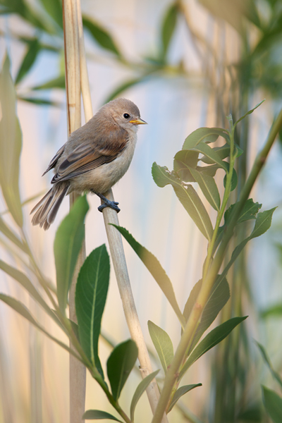 Beutelmeise - Remiz pendulinus Voegel Singvoegel Sperlingsvoegel Remiz, Juvenil, juvenile Beutelmeisen, Junge Beutelmeisen, Rückkehr ans Nest, Übernachtung im Nest