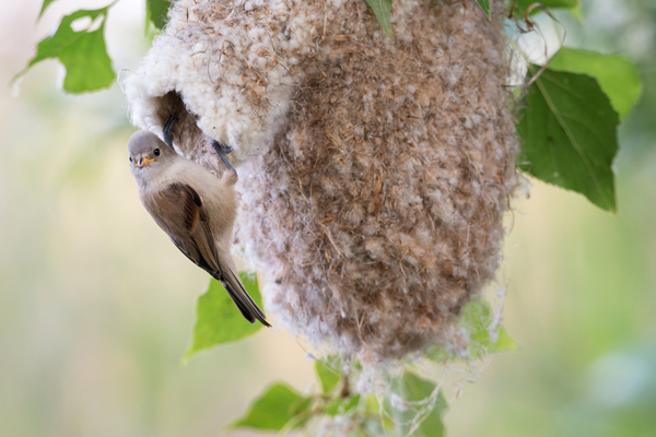 Beutelmeise - Remiz pendulinus Voegel Singvoegel Sperlingsvoegel Remiz, Juvenil, juvenile Beutelmeisen, Junge Beutelmeisen, Rückkehr ans Nest, Übernachtung im Nest