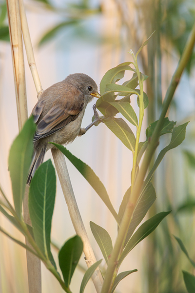 Beutelmeise - Remiz pendulinus Voegel Singvoegel Sperlingsvoegel Remiz, Juvenil, juvenile Beutelmeisen, Junge Beutelmeisen, Rückkehr ans Nest, Übernachtung im Nest