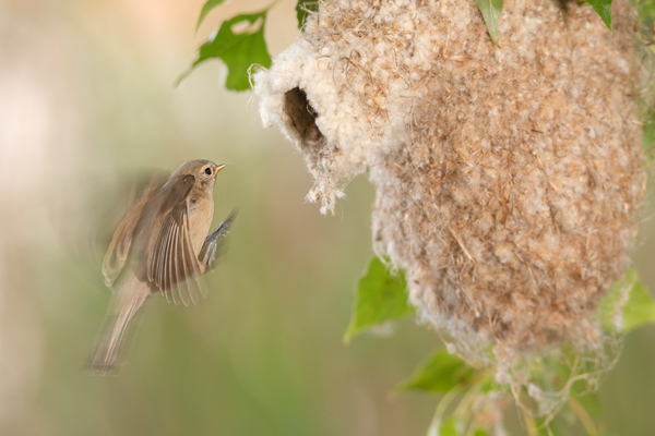Beutelmeise - Remiz pendulinus Voegel Singvoegel Sperlingsvoegel Remiz, Juvenil, juvenile Beutelmeisen, Junge Beutelmeisen, Rückkehr ans Nest, Übernachtung im Nest