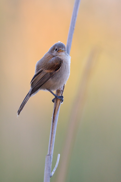 Beutelmeise - Remiz pendulinus Voegel Singvoegel Sperlingsvoegel Remiz, Juvenil, juvenile Beutelmeisen, Junge Beutelmeisen, Rückkehr ans Nest, Übernachtung im Nest