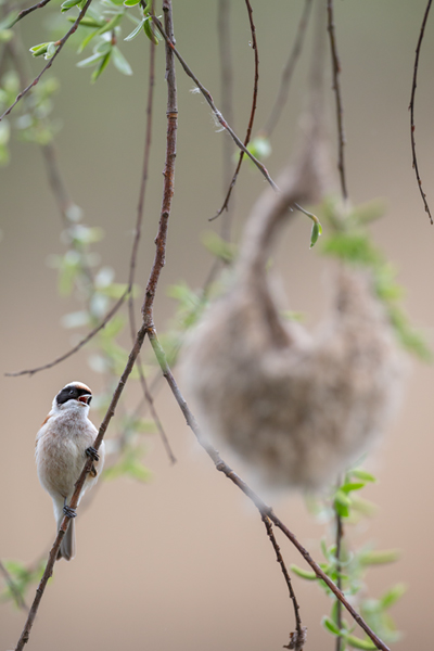 Beutelmeise - Remiz pendulinus Voegel Singvoegel Sperlingsvoegel Remiz, Juvenil, juvenile Beutelmeisen, Junge Beutelmeisen, Rückkehr ans Nest, Übernachtung im Nest