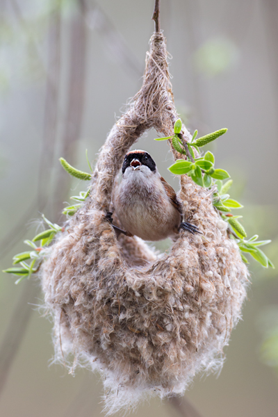 Beutelmeise - Remiz pendulinus Voegel Singvoegel Sperlingsvoegel Remiz, Juvenil, juvenile Beutelmeisen, Junge Beutelmeisen, Rückkehr ans Nest, Übernachtung im Nest