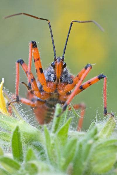 Rote Mordwanze - Rhinocoris iracundus Wanze WanzenRaubwanze, Rote Mordwanze Wallis Zornige Zornige Raubwanze Rote Insekten Harpactorinae