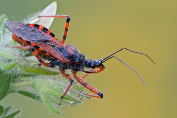 Rote Mordwanze - Rhinocoris iracundus Wanze WanzenRaubwanze, Rote Mordwanze Wallis Zornige Zornige Raubwanze Rote Insekten Harpactorinae
