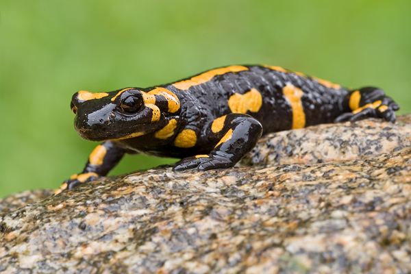 Feuersalamander - Salamandra salamandra - Tharandter Wald Sachsen