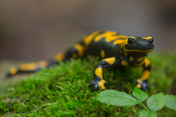 Feuersalamander - Salamandra salamandra - Sachsen, Amhibien, Salamandra, Schwanzlurche, Echte Salamander, Caudata, Salamandroidea, Amphibia 