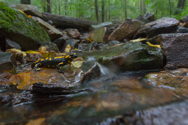 Feuersalamander - Salamandra salamandra - Sachsen, Amhibien, Salamandra, Schwanzlurche, Echte Salamander, Caudata, Salamandroidea, Amphibia 
